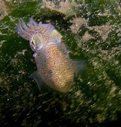 Afbeeldingsresultaten voor Atlantische Dwerginktvis. Grootte: 176 x 185. Bron: vroegevogels.bnnvara.nl