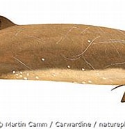 Afbeeldingsresultaten voor "hyperoodon Planifrons". Grootte: 180 x 130. Bron: www.naturepl.com