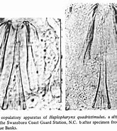 Image result for Haplopharyngidae. Size: 165 x 185. Source: macrostomorpha.myspecies.info