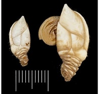 Image result for Arcoscalpellum michelottianum. Size: 195 x 185. Source: www.researchgate.net