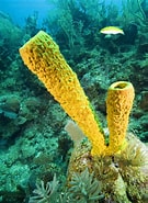 Image result for Aplysinidae. Size: 135 x 185. Source: www.reeflex.net