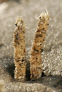 Image result for Slikkokerworm habitat. Size: 125 x 185. Source: www.marinespecies.org