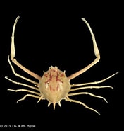 Afbeeldingsresultaten voor Arcania undecimspinosa. Grootte: 176 x 185. Bron: www.crustaceology.com