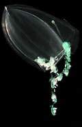 Afbeeldingsresultaten voor Lensia conoidea Stam. Grootte: 120 x 185. Bron: www.roboastra.com