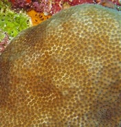 Image result for "stephanocoenia Michelinii". Size: 176 x 185. Source: owlcation.com