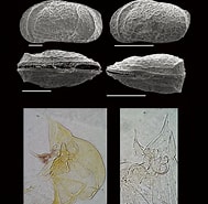 Afbeeldingsresultaten voor "paradoxostoma Sarniense". Grootte: 189 x 185. Bron: www.researchgate.net