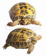 Billedresultat for skildpadder Rige. størrelse: 155 x 185. Kilde: www.colourbox.dk