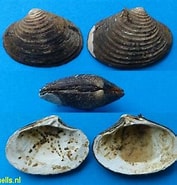 Afbeeldingsresultaten voor "astarte Elliptica". Grootte: 177 x 185. Bron: www.fossilshells.nl