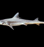 Image result for "mustelus Lunulatus". Size: 174 x 185. Source: www.discoverlife.org