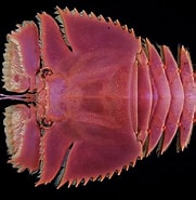 Image result for Ibacus ciliatus Dieet. Size: 181 x 185. Source: www.marinespecies.org