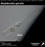 Afbeeldingsresultaten voor "rhabdonella Cornucopia". Grootte: 175 x 185. Bron: www.st.nmfs.noaa.gov