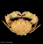 Afbeeldingsresultaten voor Lauridromia dehaani Feiten. Grootte: 180 x 185. Bron: www.crustaceology.com