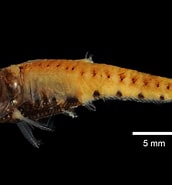 Image result for Valenciennellus. Size: 172 x 185. Source: fishesofaustralia.net.au