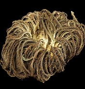 Image result for "aequorea Pensilis". Size: 176 x 185. Source: fineartamerica.com