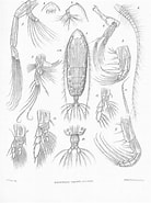 Image result for Haloptilus Major Geslacht. Size: 138 x 185. Source: www.marinespecies.org