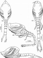 Image result for Campylaspis genus. Size: 138 x 185. Source: www.researchgate.net