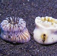 Image result for Heterocyathus Familie. Size: 190 x 185. Source: www.gbif.org