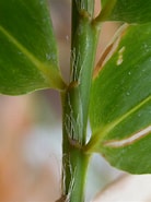 Image result for "euandaniagigantea". Size: 138 x 185. Source: plants.ces.ncsu.edu