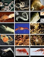 Image result for Plesionika acanthonotus. Size: 143 x 185. Source: www.researchgate.net