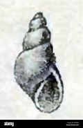 Image result for Ondina diaphana. Size: 120 x 185. Source: www.alamy.com
