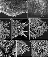 Image result for Ephesiella abyssorum. Size: 155 x 185. Source: www.researchgate.net