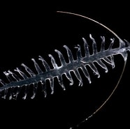 Image result for Tomopteridae. Size: 186 x 185. Source: zooplankton.nl