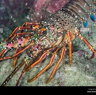 Image result for "panulirus Japonicus". Size: 188 x 185. Source: www.alamy.com