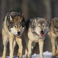 Image result for Wolf stam. Size: 185 x 174. Source: www.huffingtonpost.com