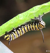 Image result for Monarch Caterpillar feeding MOLTING. Size: 173 x 185. Source: www.monarchbutterflies.info