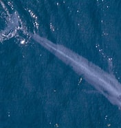 Afbeeldingsresultaten voor Hoe oud worden walvissen. Grootte: 176 x 185. Bron: www.ruimbegrip.nl