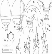 Image result for "paracalanus Tropicus". Size: 177 x 185. Source: www.researchgate.net