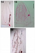 Afbeeldingsresultaten voor "lensia Multicristata". Grootte: 120 x 185. Bron: www.researchgate.net