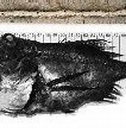 Afbeeldingsresultaten voor "hoplostethus Cadenati". Grootte: 180 x 107. Bron: www.fishbase.se