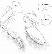 Afbeeldingsresultaten voor "cheirocratus Sundevallii". Grootte: 179 x 185. Bron: www.researchgate.net