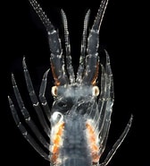 Image result for "puerulus Carinatus". Size: 168 x 185. Source: www.roboastra.com