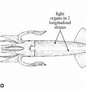 Image result for Eucleoteuthis luminosa Feiten. Size: 173 x 129. Source: www.sealifebase.ca