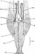 Afbeeldingsresultaten voor Eukrohnia Bathypelagica Klasse. Grootte: 120 x 185. Bron: www.researchgate.net