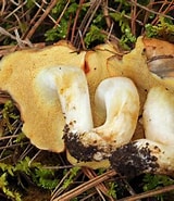 Image result for "clausocalanus Brevipes". Size: 160 x 185. Source: ultimate-mushroom.com