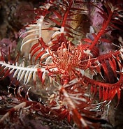 Image result for "antedon Petasus". Size: 176 x 185. Source: www.seawater.no