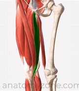 Monacilla Gracilis stam-साठीचा प्रतिमा निकाल. आकार: 161 x 185. स्रोत: anatomyzone.com
