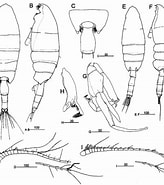 Image result for "paraeuchaeta Barbata". Size: 164 x 185. Source: copepodes.obs-banyuls.fr