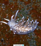 Image result for Cuthonella. Size: 168 x 185. Source: www.reeflex.net