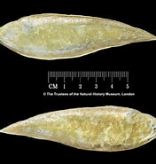 Image result for "cynoglossus Sinusarabici". Size: 176 x 185. Source: www.marinespecies.org