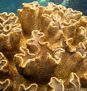 Image result for Alcyoniidae. Size: 176 x 185. Source: www.aquaportail.com