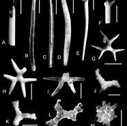 Afbeeldingsresultaten voor "calycopsis Chuni". Grootte: 186 x 185. Bron: www.researchgate.net