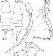 Image result for "labidocera Nerii". Size: 174 x 185. Source: www.researchgate.net