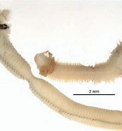 Image result for Scoletoma Magnidentata Klasse. Size: 173 x 185. Source: eol.org