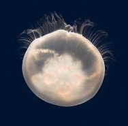 Afbeeldingsresultaten voor Aureliinae. Grootte: 188 x 185. Bron: www.techno-science.net