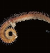 Image result for Spionida. Size: 176 x 185. Source: www.aphotomarine.com