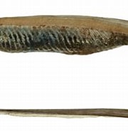 Image result for Ilyophis brunneus Feiten. Size: 180 x 144. Source: fishesofaustralia.net.au